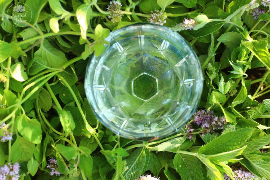 Мята водная - Mentha Aquatica