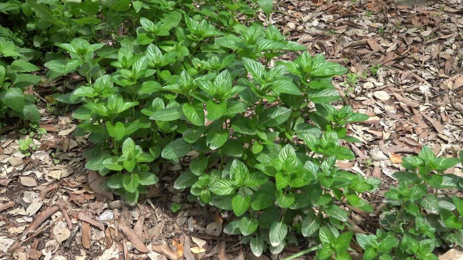 Водяная мята