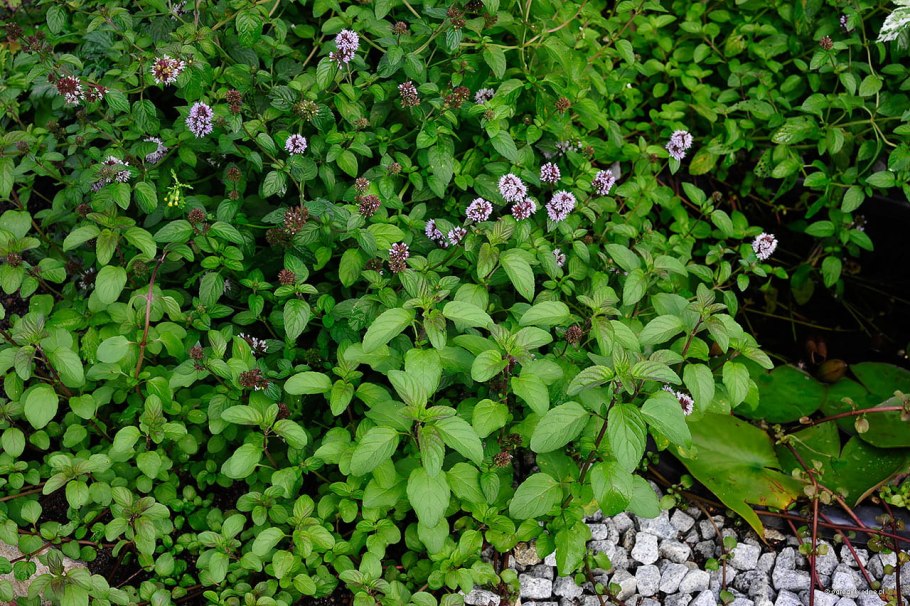 Водяная мята