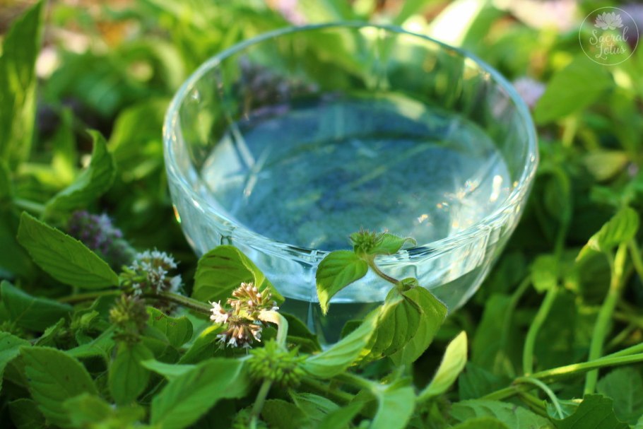 Майоран мята