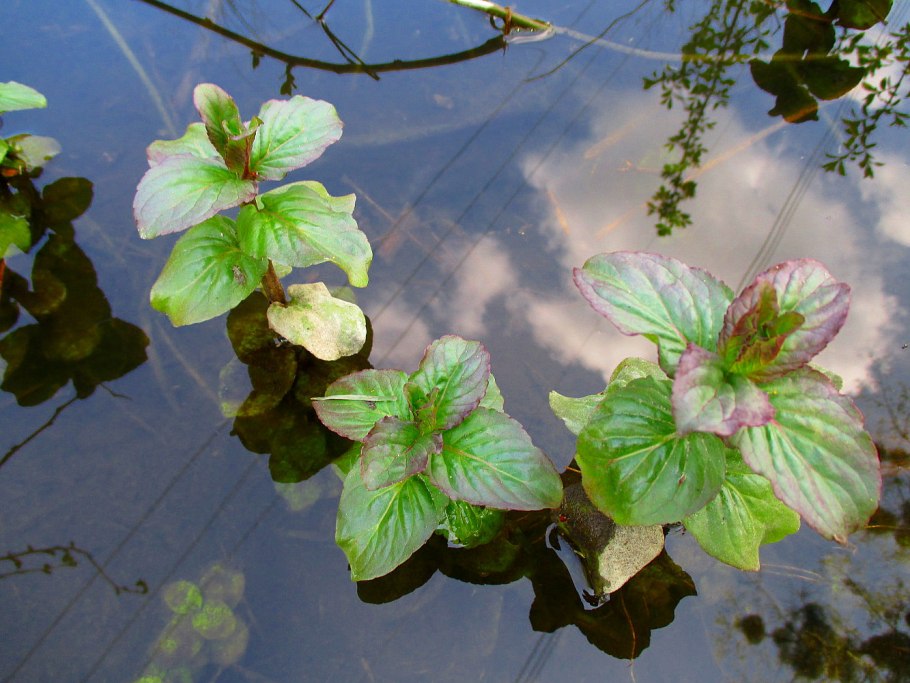 Водная мята растение