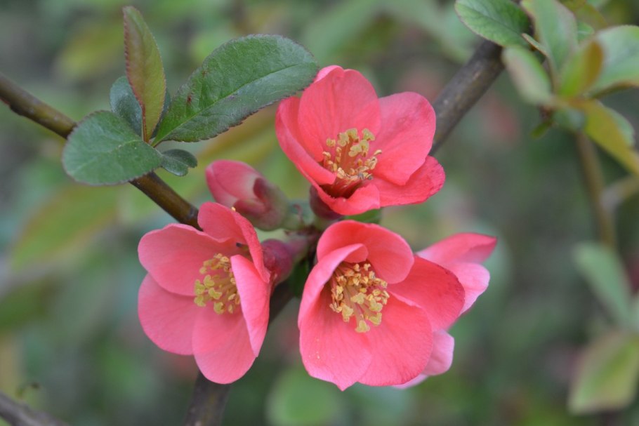 Rosa pouzinii