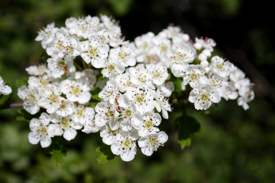 Семейство розовые плод