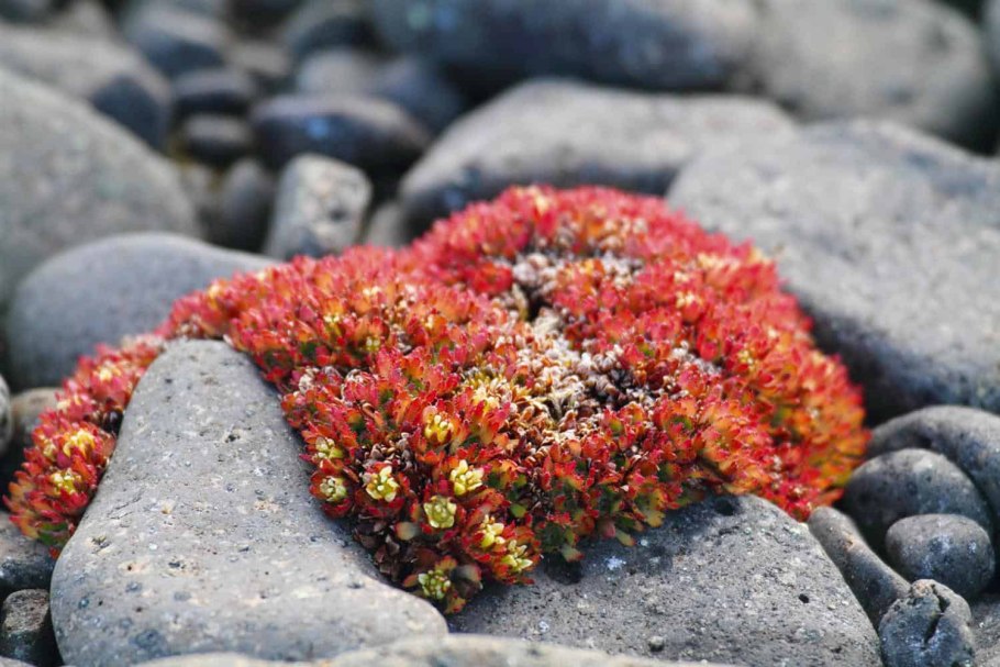 Арктическая тундра России