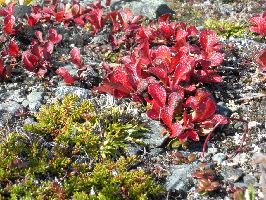 Камнеломка в тундре