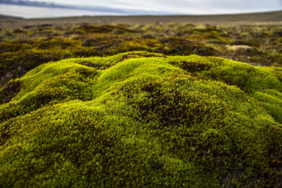 Сфагнум и ягель