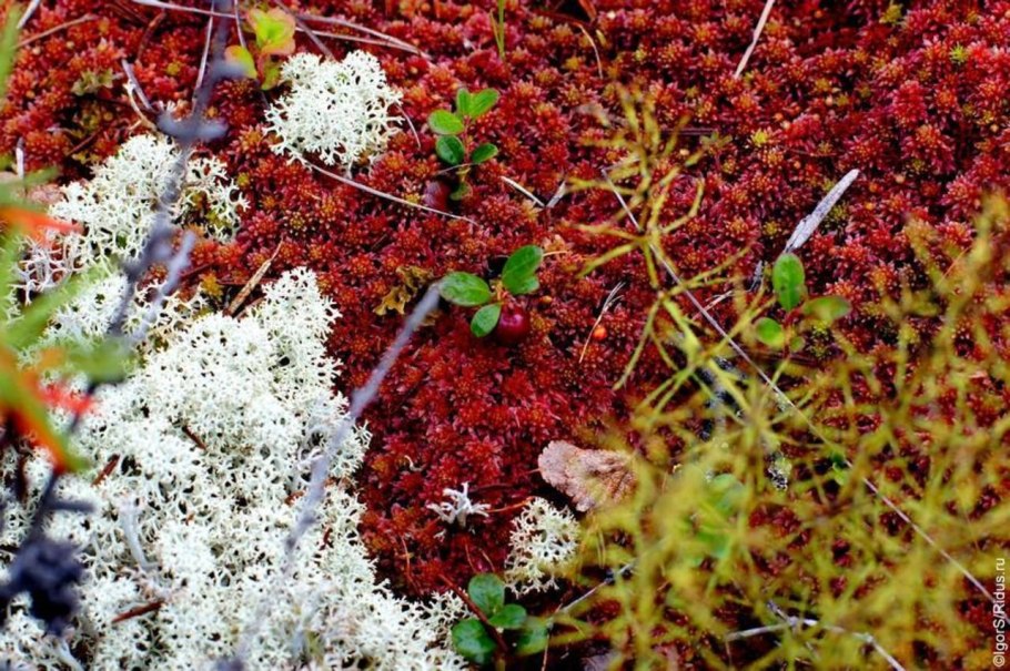 Ягель Петрозаводск