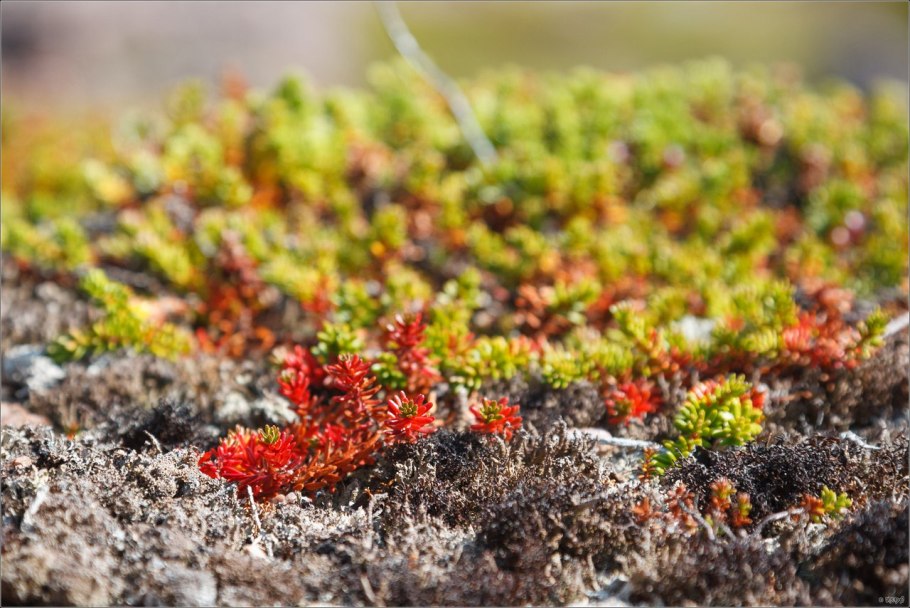 Тундра растения Кисличник