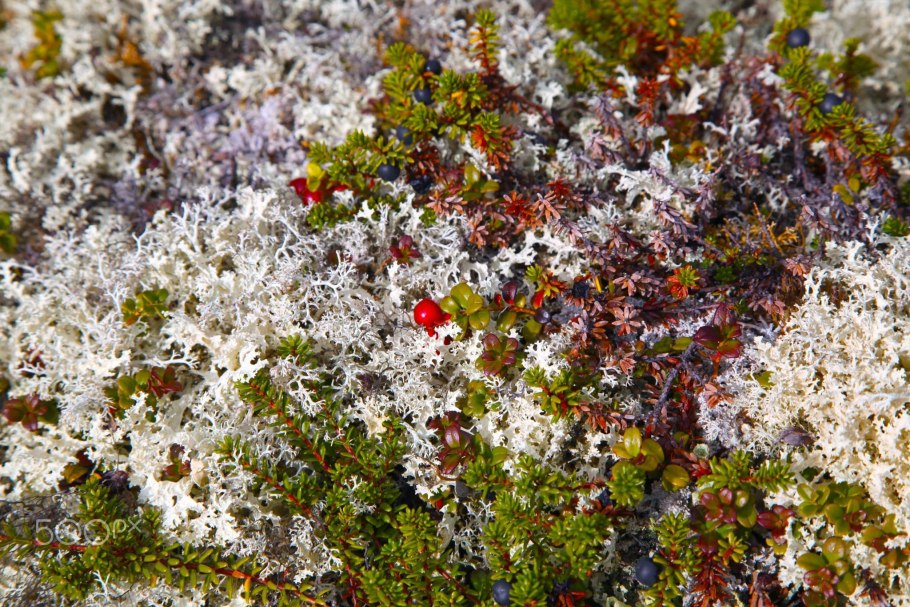 Красная Тундровая трава