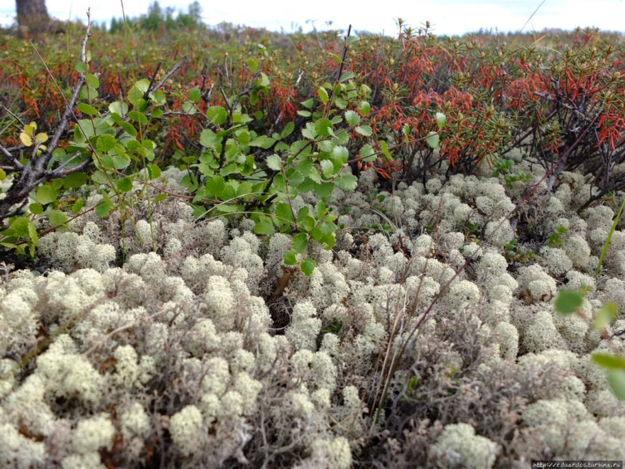 Клюква Болотная кустарник