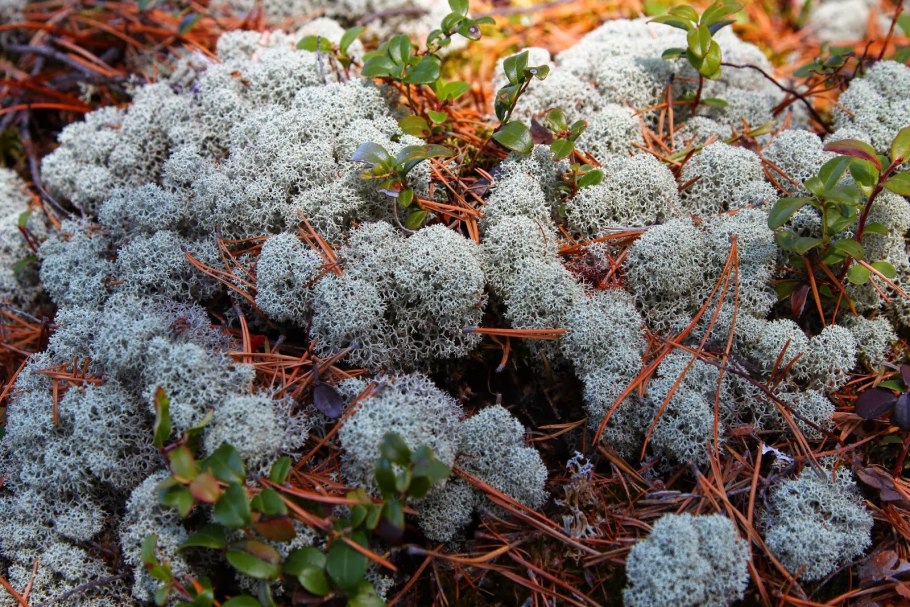 Ягель олений мох