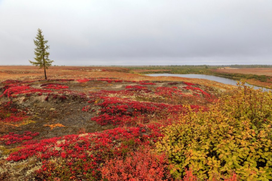 Ковёр лишайник ягель
