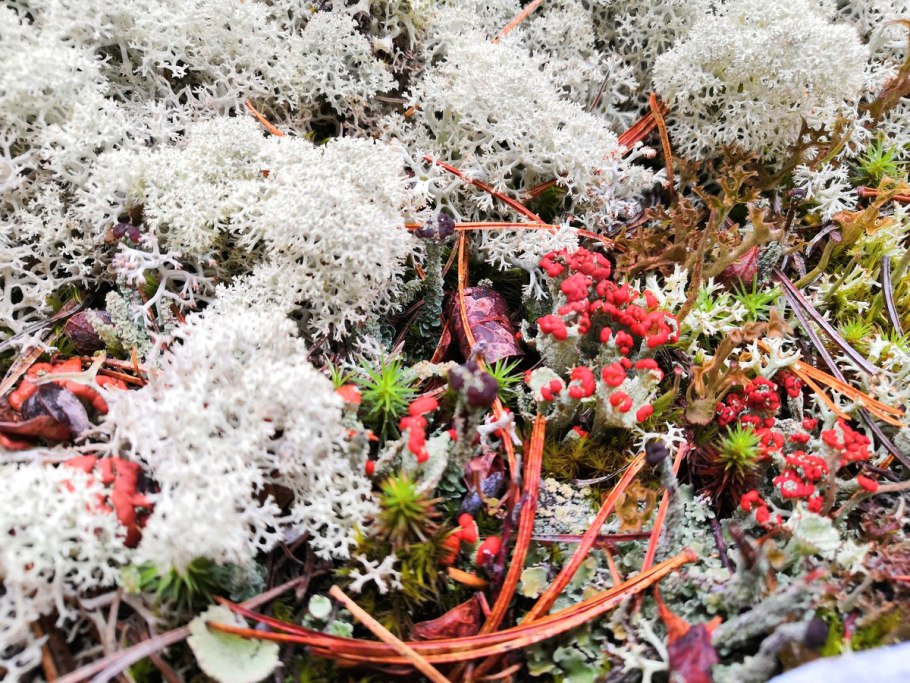 Лишайник ягель в тундре