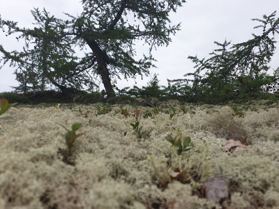 Растения тундры ягель