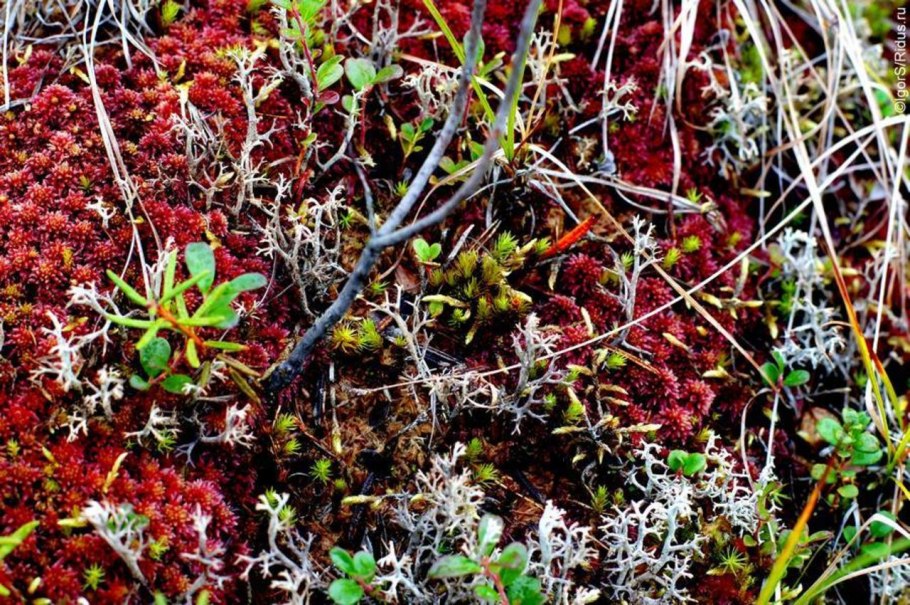 Красный сфагнум