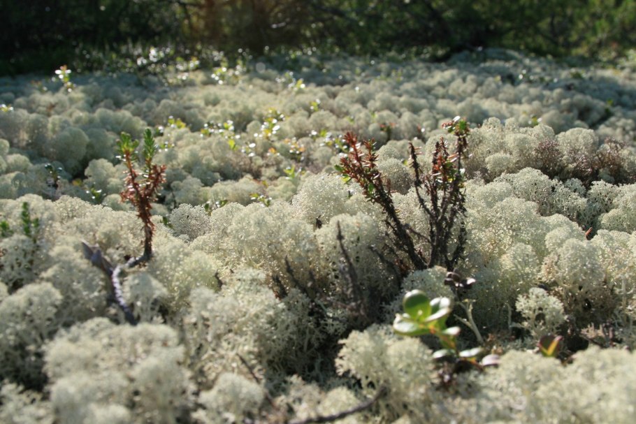 Сфагнум Тундровый