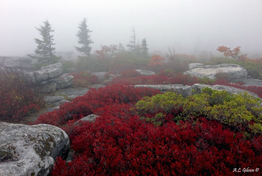 Новая земля красный мох