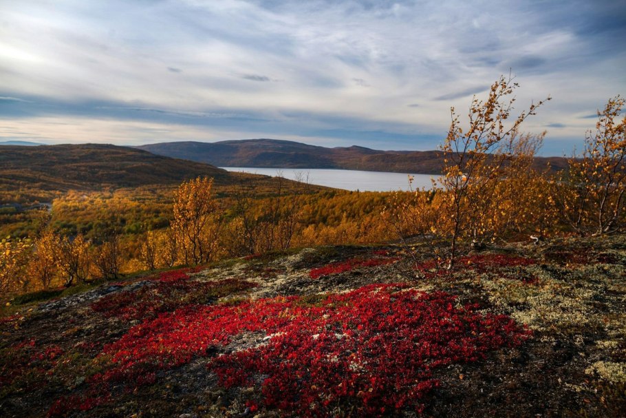 Мурманский Тундровый заказник