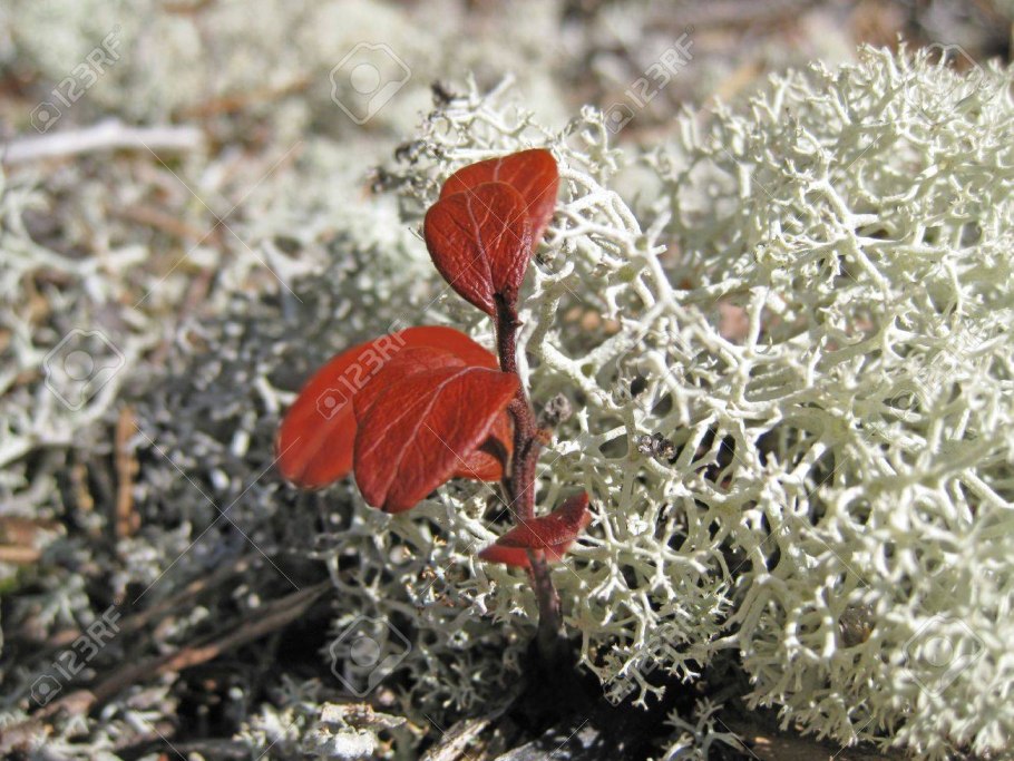 Заросли ягеля в тундре