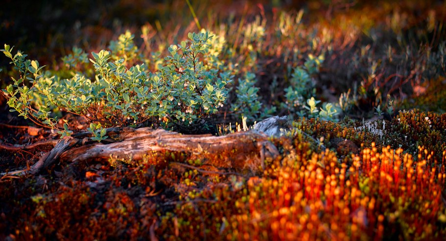 Хибины ягель сопка морошка