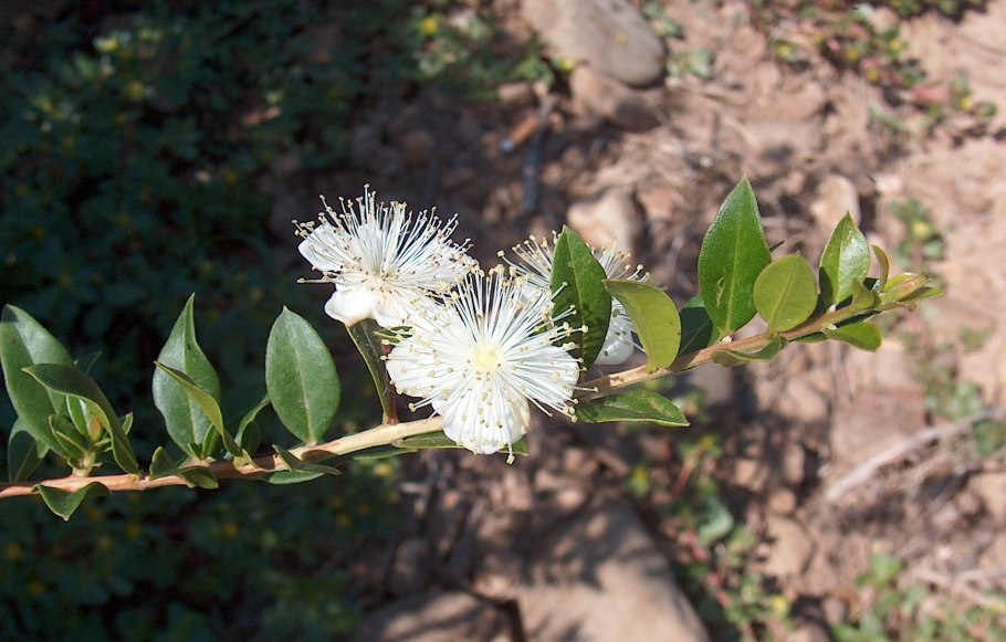 Мирт белоплодный