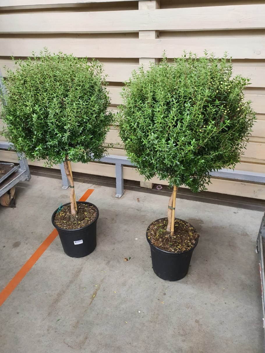 Мирт обыкновенный кустарник