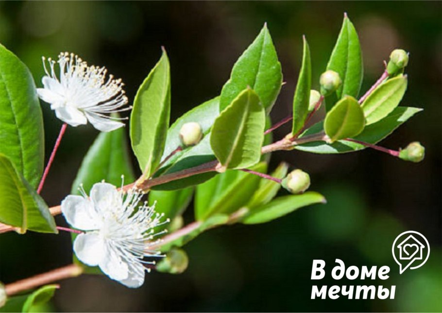 Мирт Тарантино