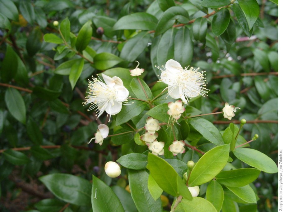 Умбеллюлярия Калифорнийская umbellularia californica