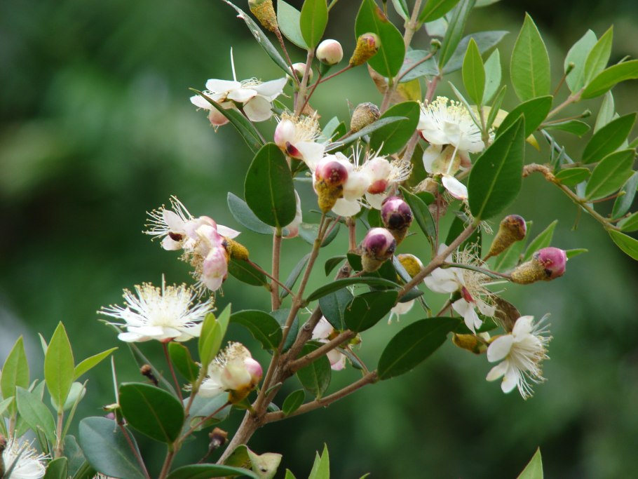 Мирт обыкновенный куст