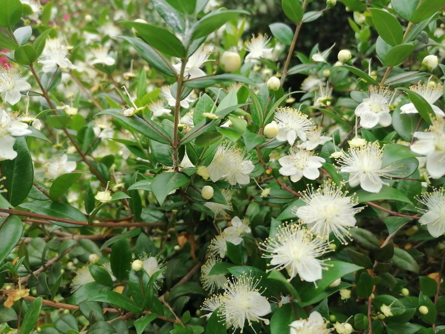 Мирт лума фото