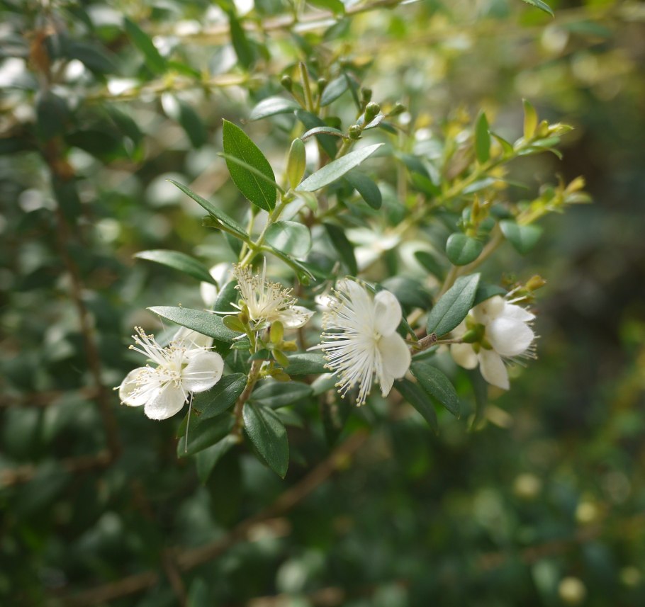 Мирт штамбовый