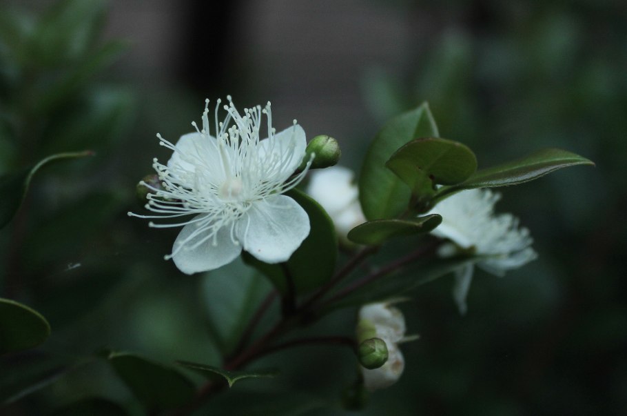 Myrtus communis плоды