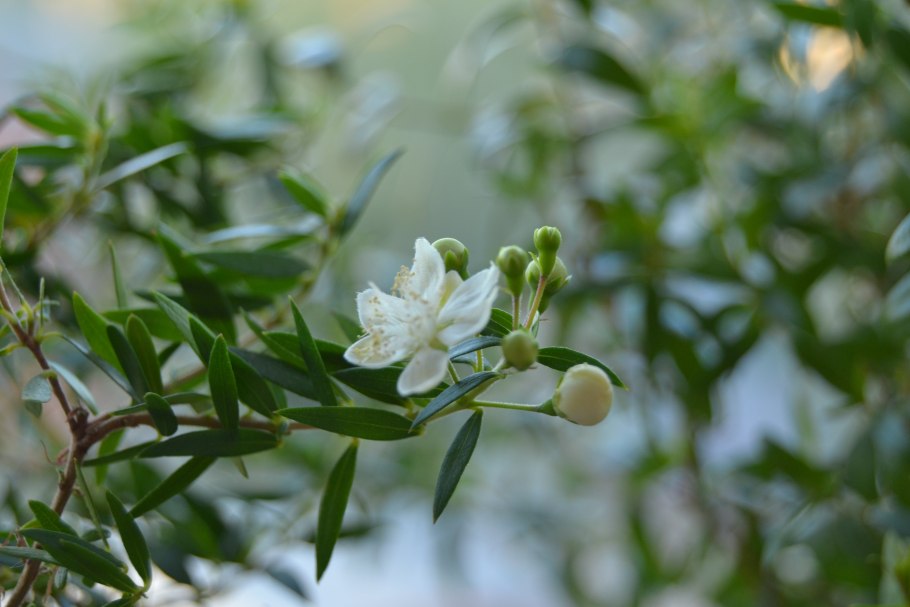 Мирт обыкновенный листочки