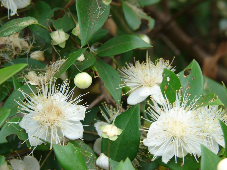 Myrtus communis