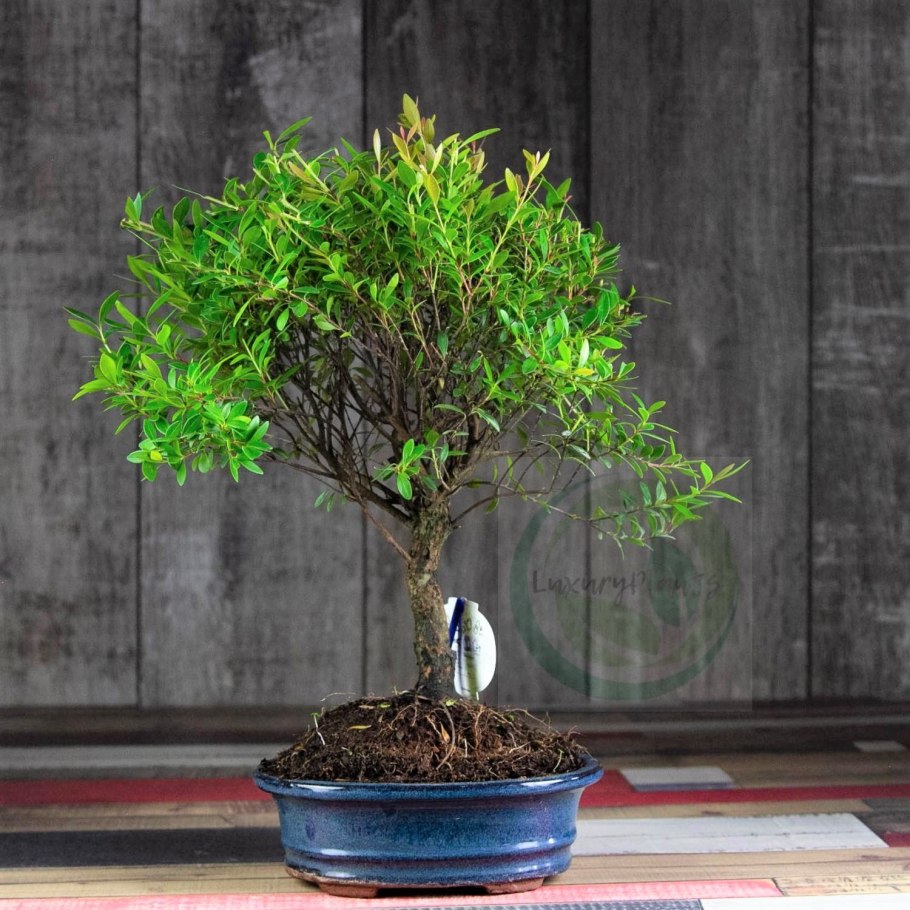 Мирт Myrtus communis