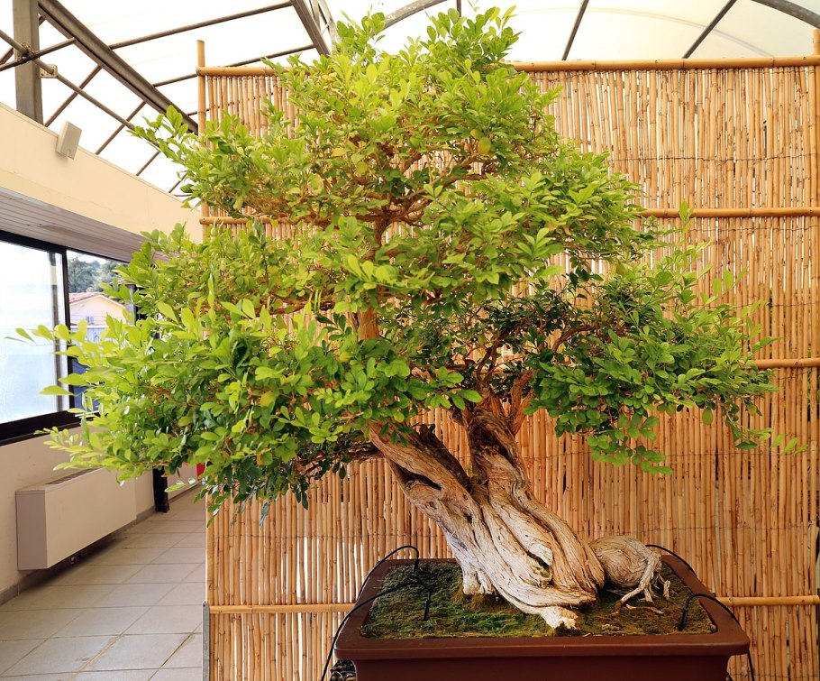 Мурайя бонсай