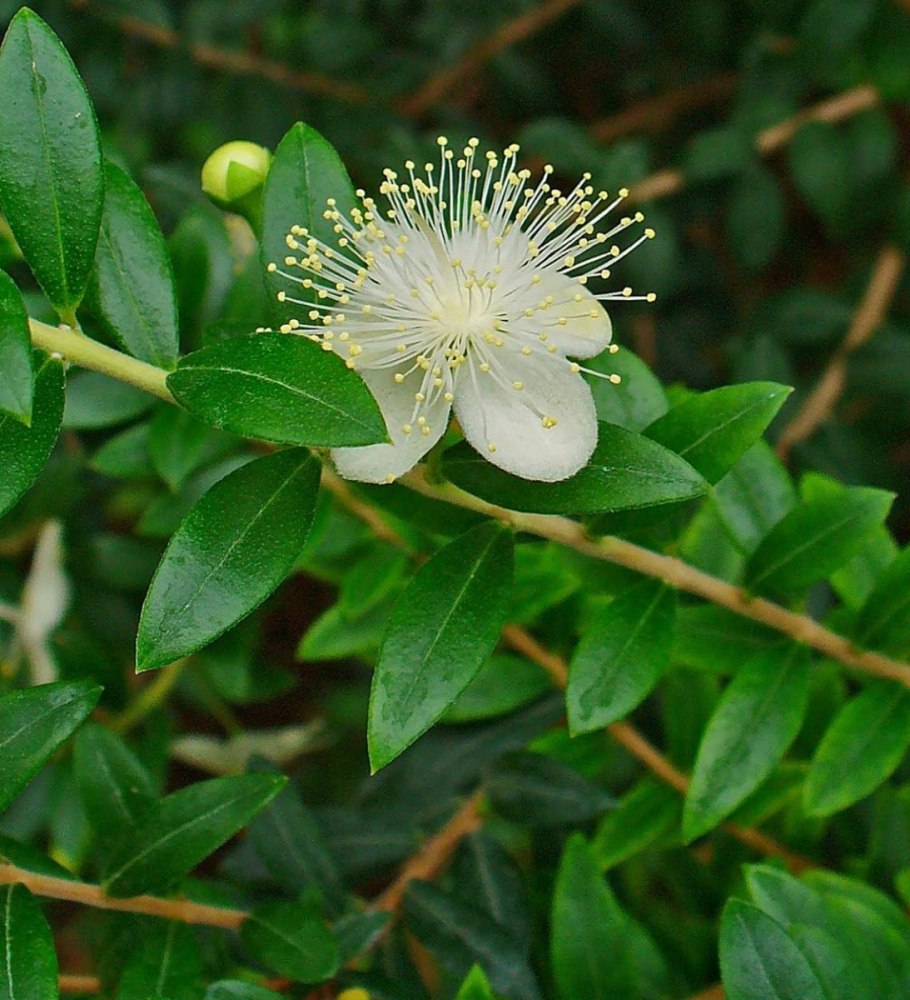 Myrtus communis Brautmyrte
