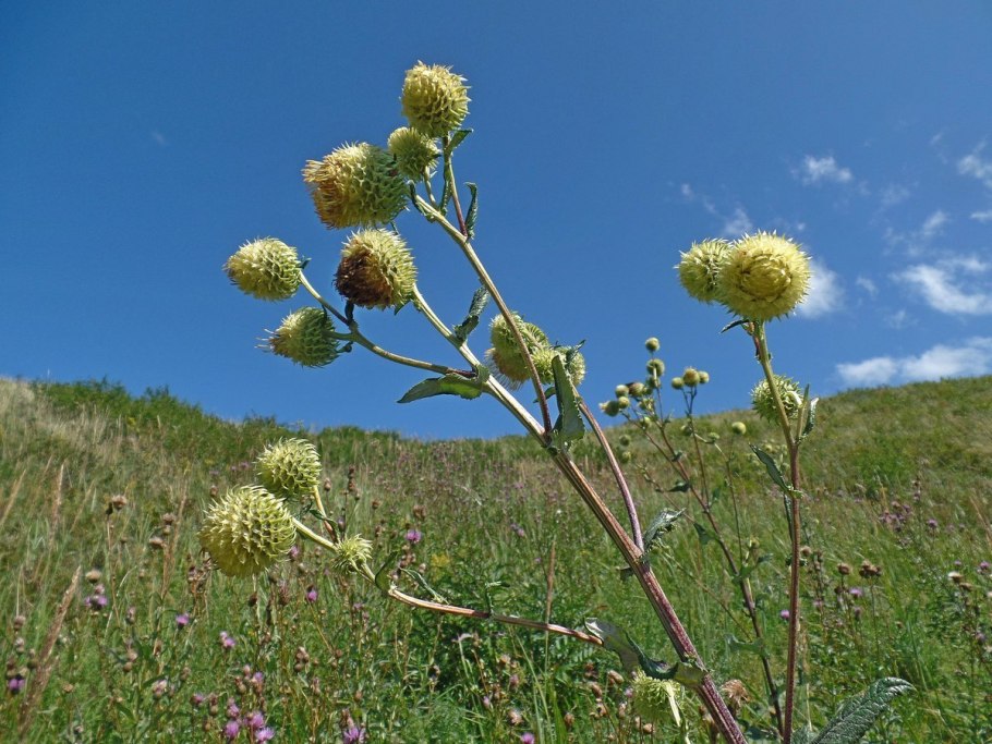 Alfredia acantholepis