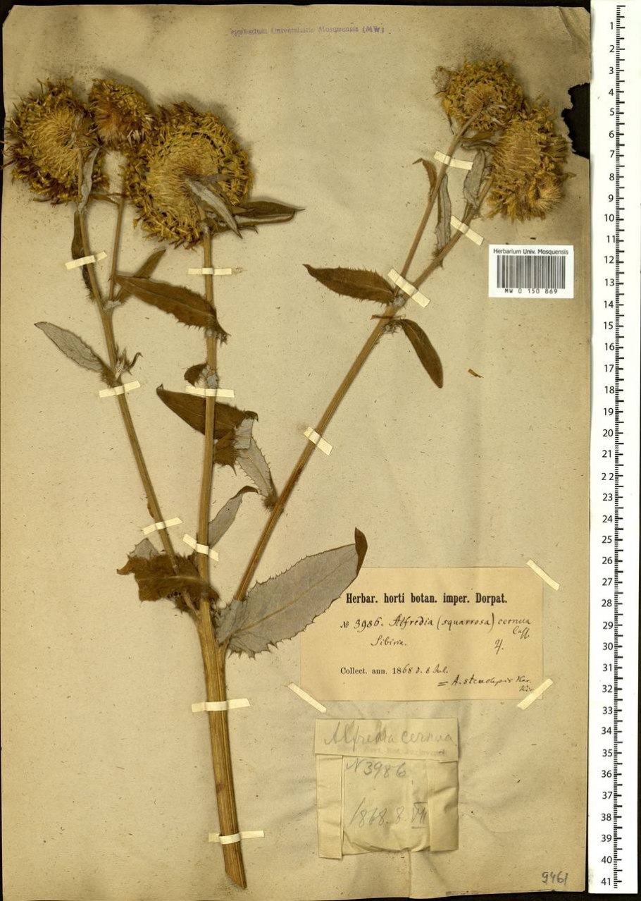 Alfredia acantholepis