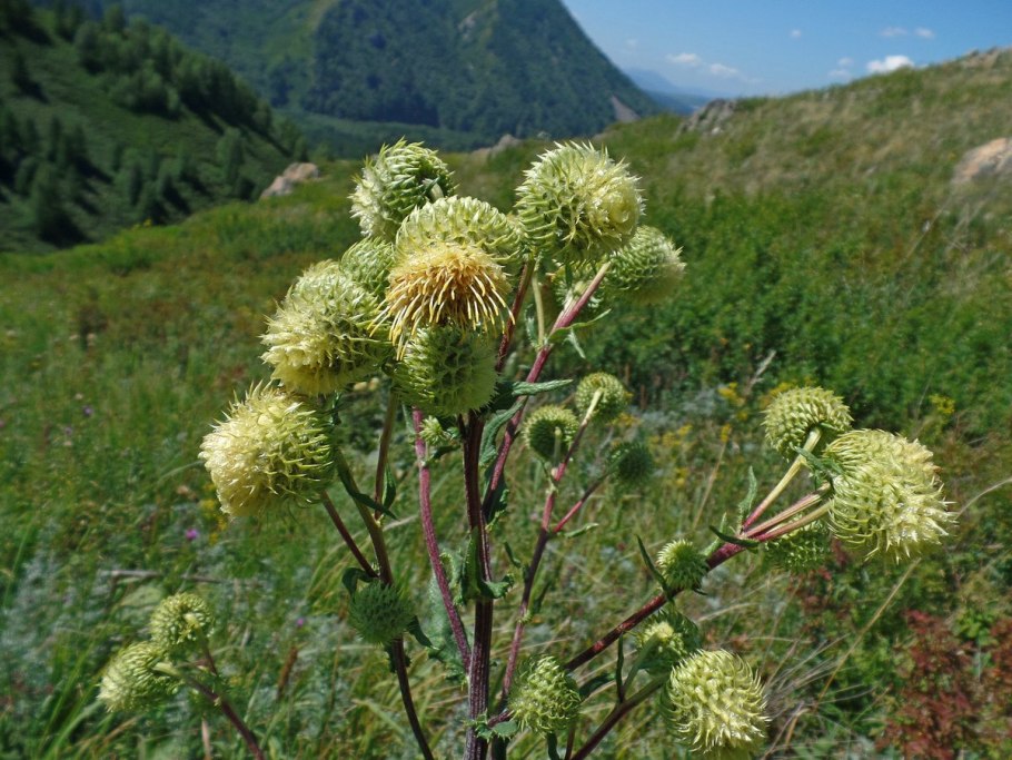 Альфредия медонос