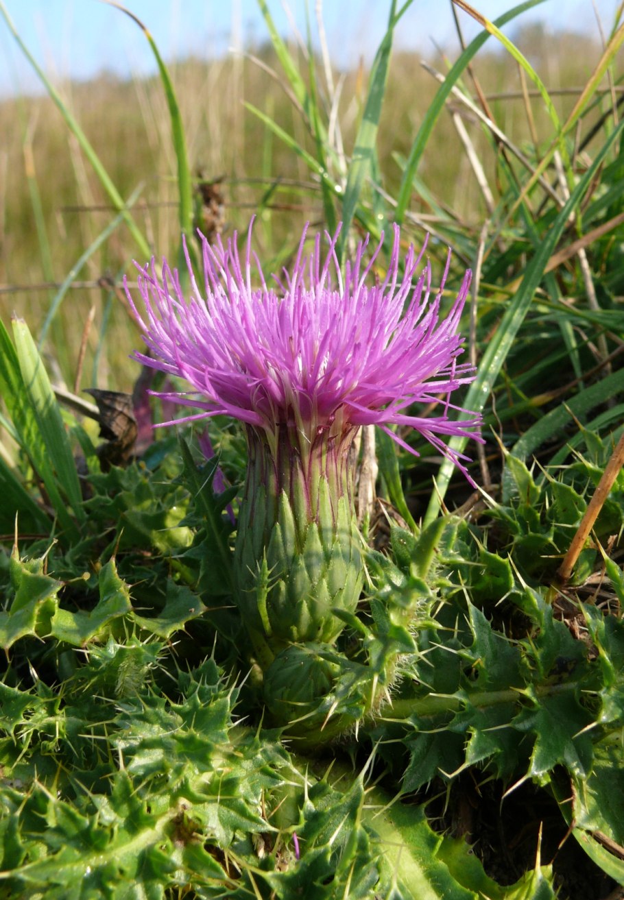 Cirsium acaule (Stemless Thistle)