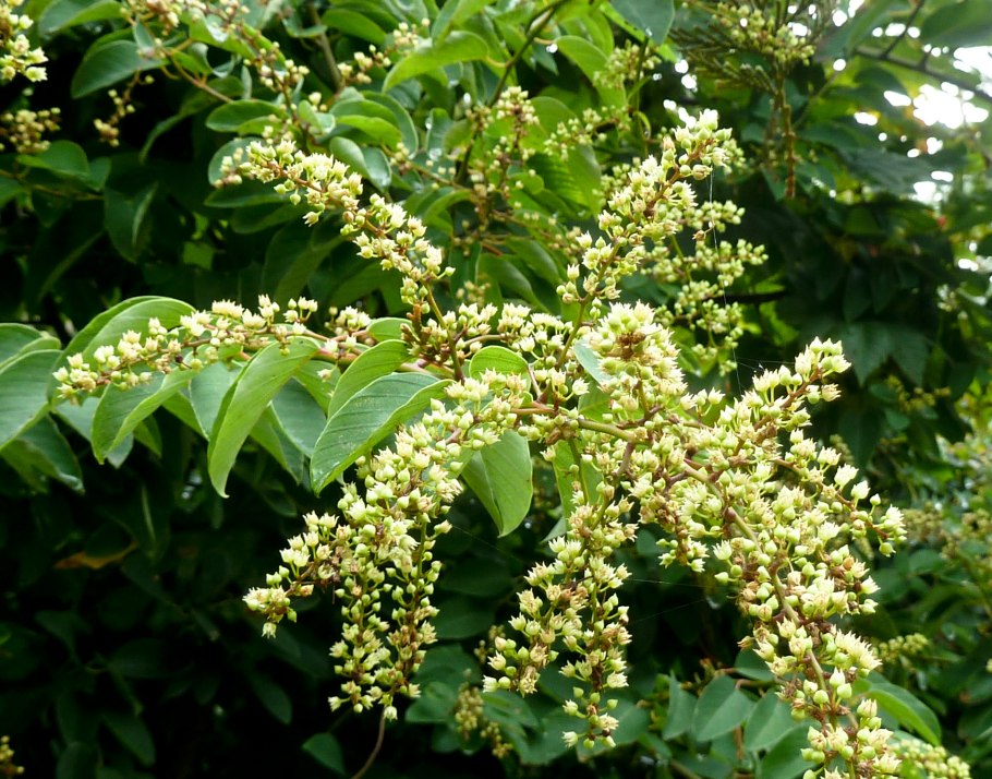 Berchemia berchemiaefolia