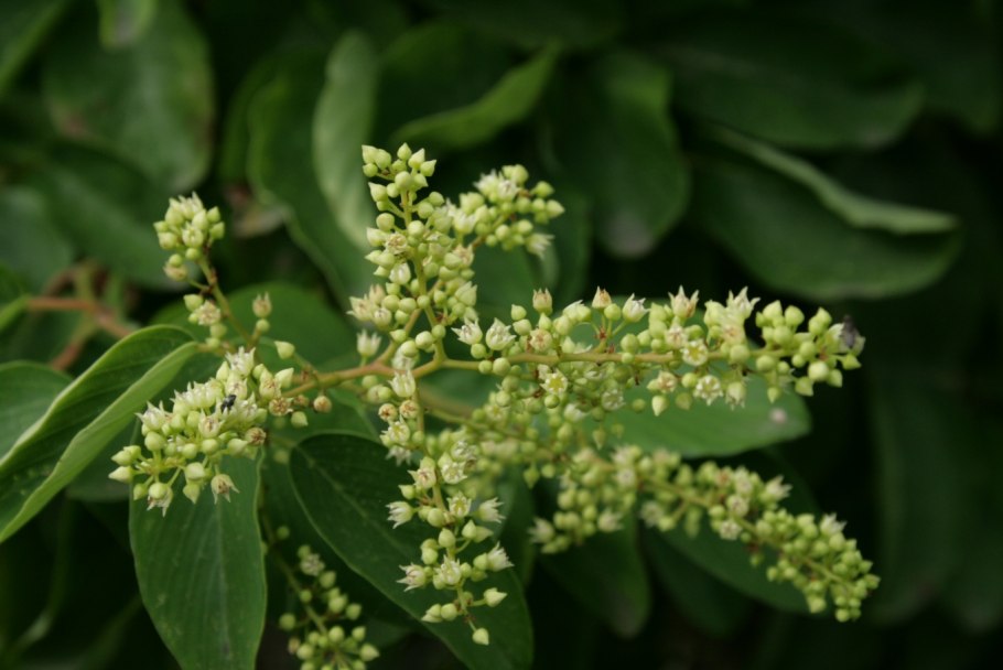 Cobaea Scandens раскраска ботаника