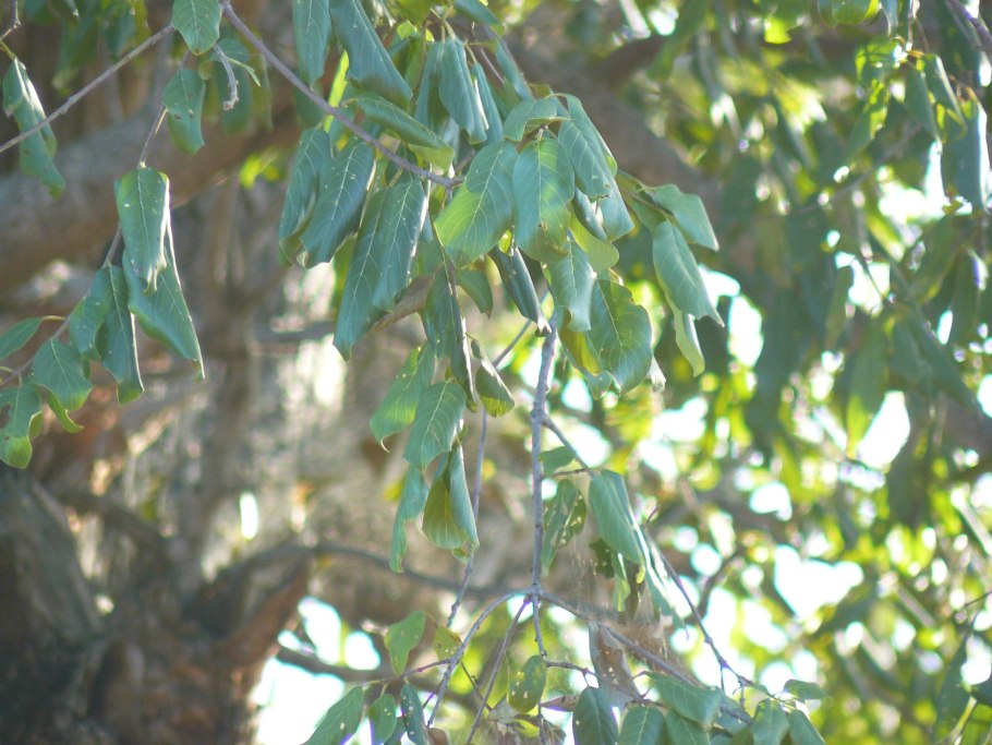 Растения Creative Commons Zero