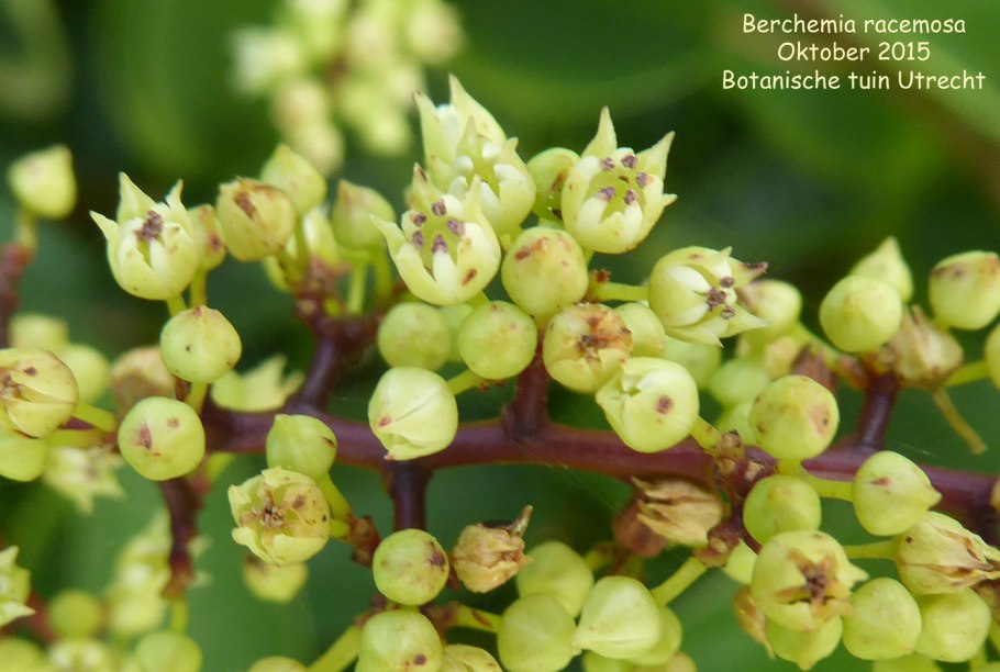 Berchemia zeyheri Tree