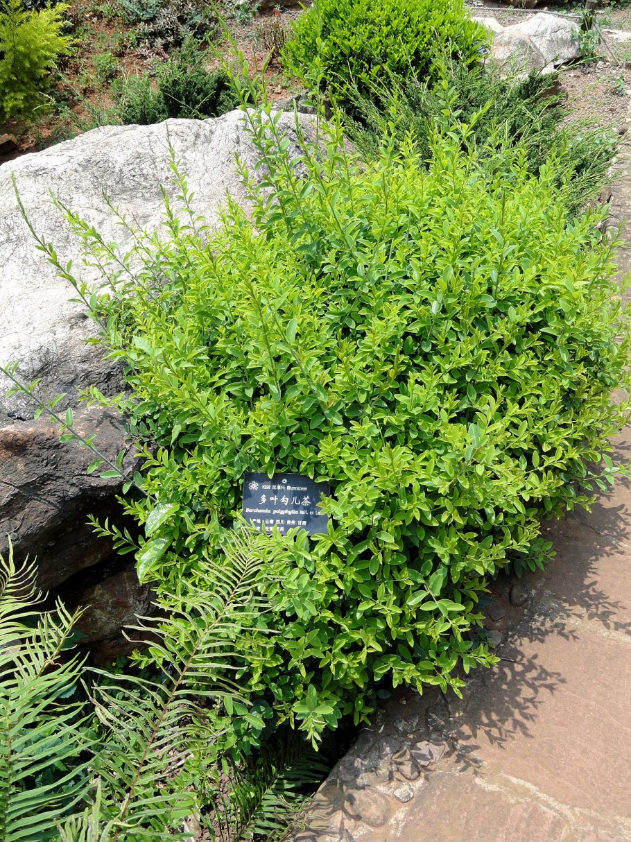 Саженцы сирени ЗКС