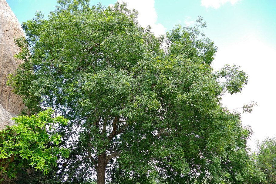 Berchemia berchemiaefolia