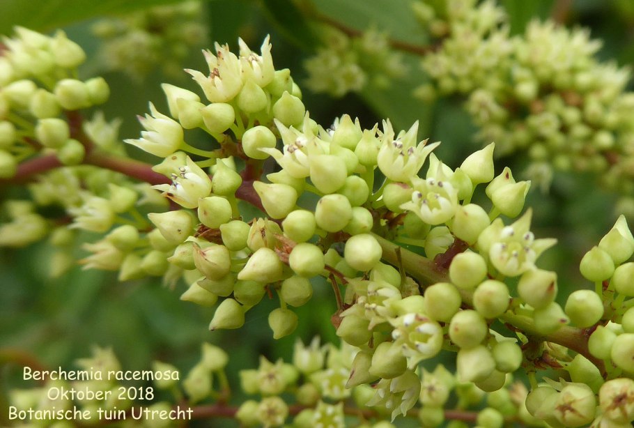 Berchemia zeyheri Tree