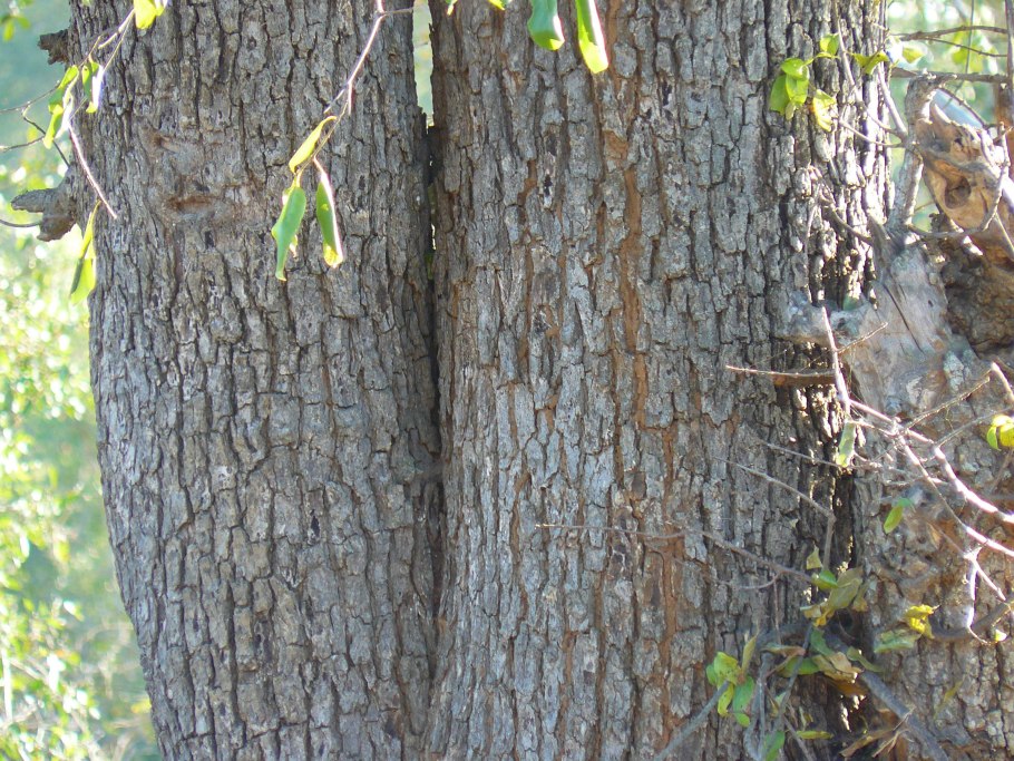 Берхемия лазящая фото