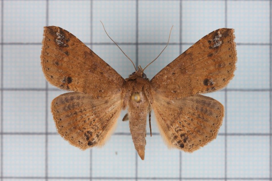 ЛДСП 8534 BS роза